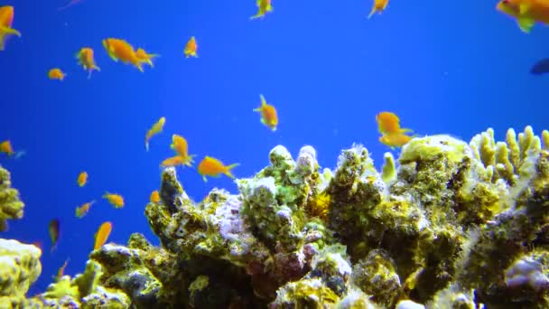 Underwater Landscape Coral Reef Many Tropical Fish Different Species Backdrop — Stock Video