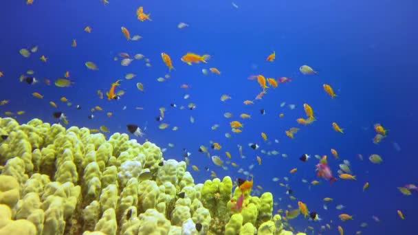 Bir Mercan Resifinin Sualtı Manzarası Farklı Türlerden Pek Çok Tropikal — Stok video