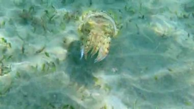 Kapüşonlu koottlefish (Sepia prashadi), mürekkep balığı sığ bir derinlikte kumlu zeminden dalgıçtan kaçar. Kızıl Deniz, Mısır