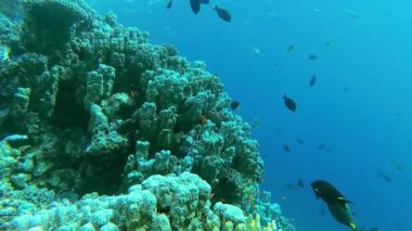 Su altı manzarası, mercan resifi. Kızıldeniz 'deki mavi suyun arka planına karşı birçok farklı türde tropikal balık var.