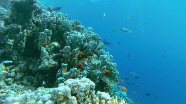 Su altı manzarası, mercan resifi. Kızıldeniz 'deki mavi suyun arka planına karşı birçok farklı türde tropikal balık var.