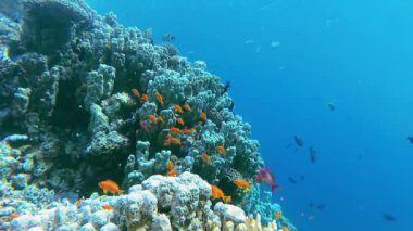 Su altı manzarası, mercan resifi. Kızıldeniz 'deki mavi suyun arka planına karşı birçok farklı türde tropikal balık var.