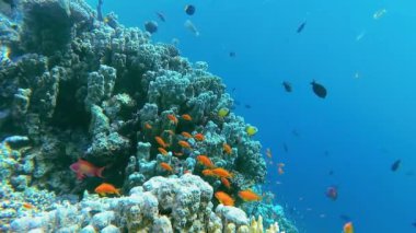 Su altı manzarası, mercan resifi. Kızıldeniz 'deki mavi suyun arka planına karşı birçok farklı türde tropikal balık var.
