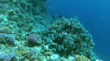 Su altı manzarası, mercan resifi. Kızıldeniz 'deki mavi suyun arka planına karşı birçok farklı türde tropikal balık var.