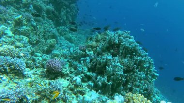Su altı manzarası, mercan resifi. Kızıldeniz 'deki mavi suyun arka planına karşı birçok farklı türde tropikal balık var.