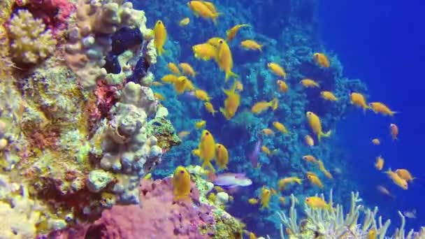 Undervattens Landskap Korall Biocenosis Med Tropiska Fiskar Pseudanthias Anthiinae Ett — Stockvideo