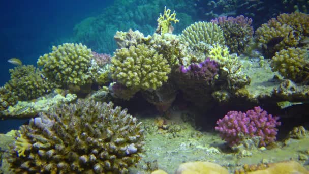 紅海のサンゴ礁で熱帯魚とサンゴのバイオケノーシスの水中風景 まだビデオ — ストック動画