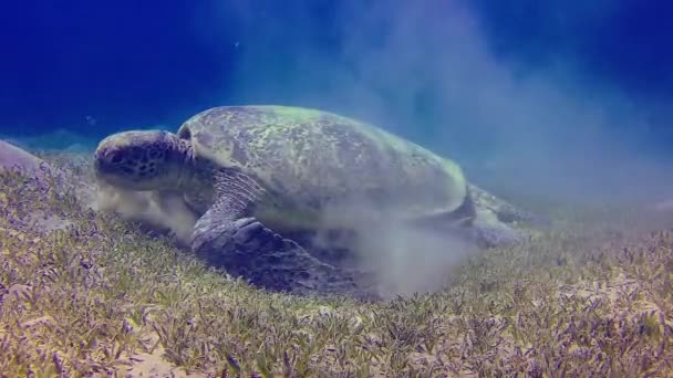 Groene Zeeschildpad Chelonia Mydas Die Zeewier Eet Zeebodem Rode Zee — Stockvideo
