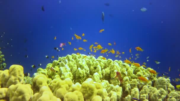水中の風景 紅海の青い水を背景に熱帯魚とサンゴ礁の生物多様性 — ストック動画