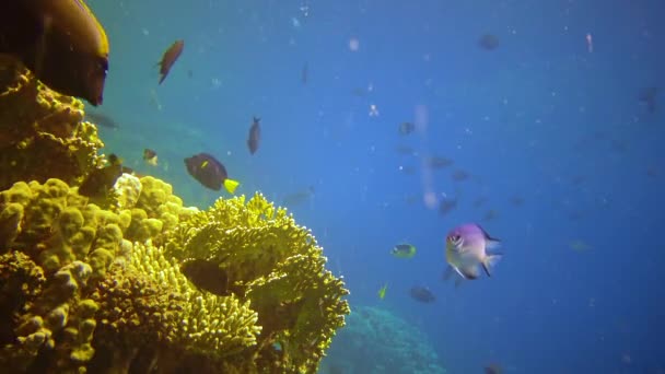Onderwater Landschap Koraalrif Met Veel Tropische Vissen Van Verschillende Soorten — Stockvideo