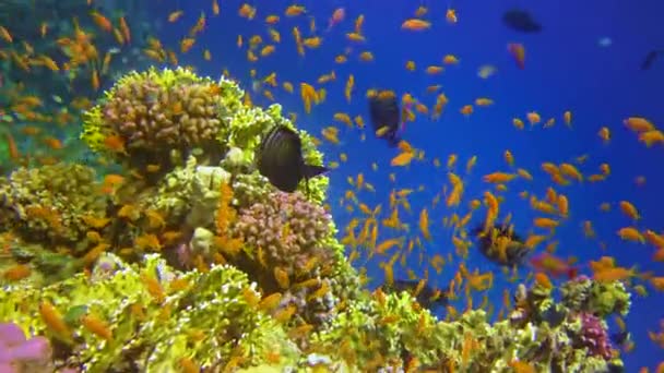 在红海蓝水背景下的水下景观 珊瑚礁生物栖息及热带鱼类 — 图库视频影像