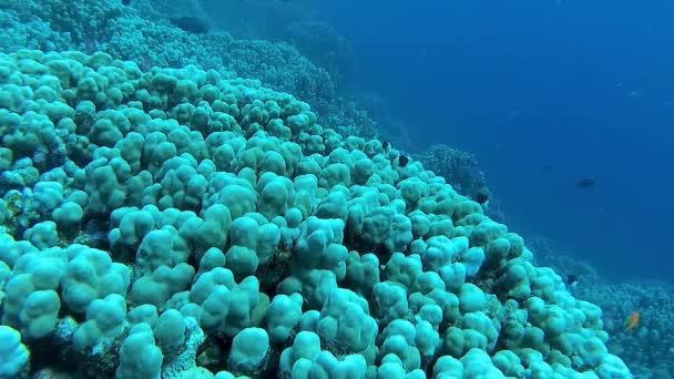 Onderwaterlandschap Koraalrif Biocenose Met Tropische Vissen Tegen Achtergrond Van Blauw — Stockvideo