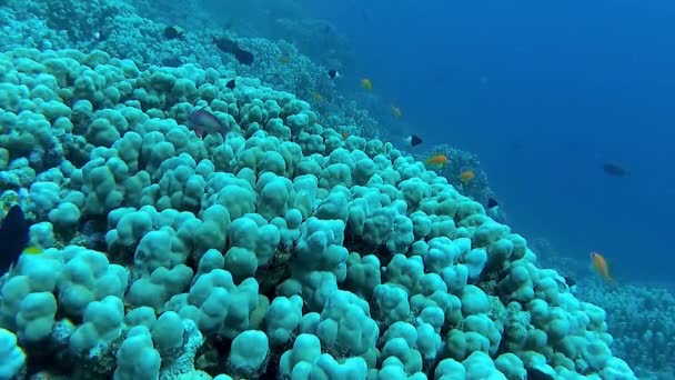 Onderwaterlandschap Koraalrif Biocenose Met Tropische Vissen Tegen Achtergrond Van Blauw — Stockvideo