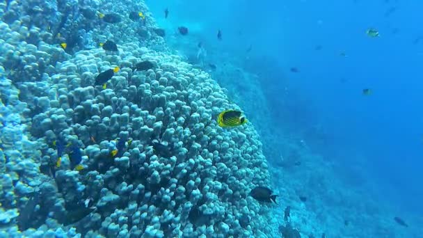 Underwater Landscape Coral Reef Biocenosis Tropical Fish Background Blue Water — Stock Video
