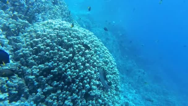 Underwater Landscape Coral Reef Biocenosis Tropical Fish Background Blue Water — Stock Video