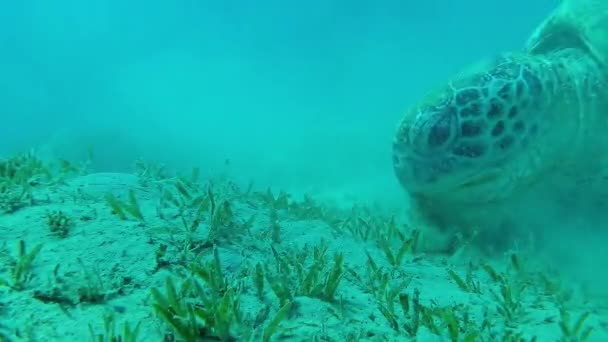 埃及红海 绿海龟 Chelonia Mydas 在海底吃海藻 — 图库视频影像