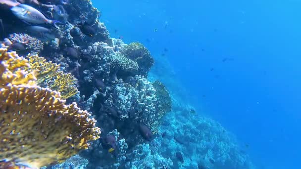 在红海蓝水背景下的水下景观 珊瑚礁和许多不同种类的热带鱼类 — 图库视频影像