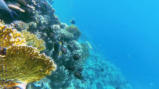 Paisagem Subaquática Recife Coral Com Muitos Peixes Tropicais Diferentes Espécies — Vídeo de Stock