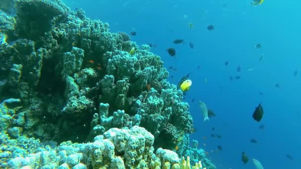Onderwaterlandschap Koraalrif Met Veel Tropische Vissen Van Verschillende Soorten Tegen — Stockvideo