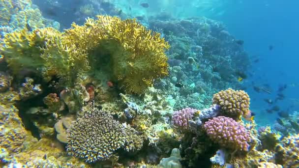 Onderwaterlandschap Koraalrif Met Veel Tropische Vissen Van Verschillende Soorten Tegen — Stockvideo