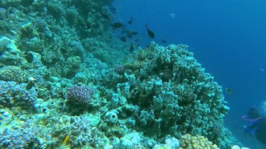 Bir mercan resifinin sualtı manzarası. Farklı türlerden pek çok tropikal balığın bulunduğu yer. Kızıl Deniz 'de, Mısır' da mavi suyun arka planına karşı.