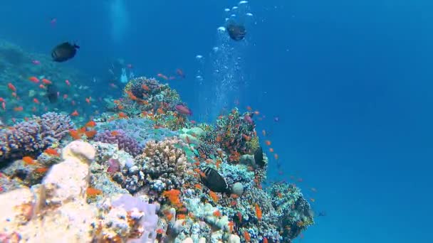 Onderwaterlandschap Van Een Koraalrif Met Veel Tropische Vissen Van Verschillende — Stockvideo