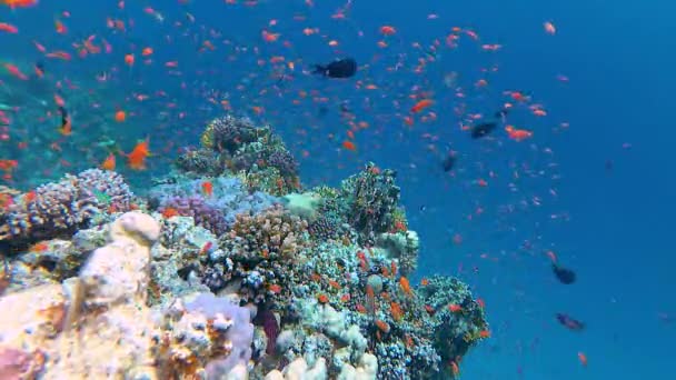 산호초 이집트 홍해의 배경으로 열대어들 서식하고 — 비디오