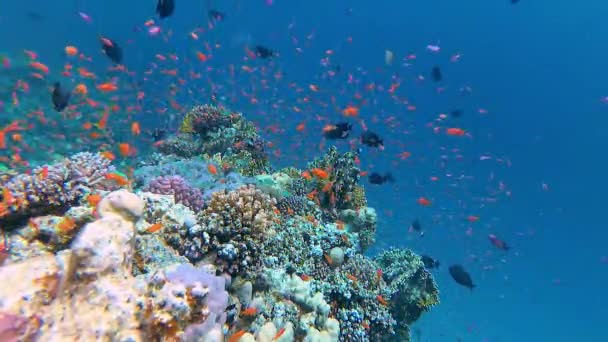 Paisaje Submarino Arrecife Coral Con Muchos Peces Tropicales Diferentes Especies — Vídeo de stock