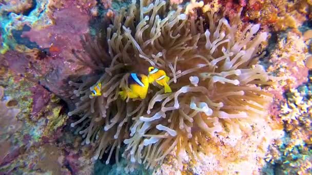 Pez Payaso Anemonefish Amphiprion Ocellaris Nadan Entre Los Tentáculos Las — Vídeo de stock