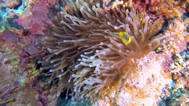 Clownfische Anemonenfische Amphiprion Ocellaris Schwimmen Zwischen Den Tentakeln Von Anemonen — Stockvideo