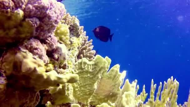 Podvodní Krajina Korálového Útesu Mnoha Tropických Ryb Různých Druhů Pozadí — Stock video