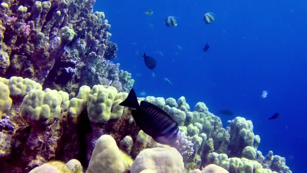 Paisagem Subaquática Recife Coral Com Muitos Peixes Tropicais Diferentes Espécies — Vídeo de Stock