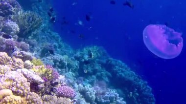 Su altı manzarası, mercan resifi. Kızıldeniz 'deki mavi suyun arka planına karşı birçok farklı türde tropikal balık var.