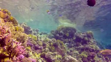 Bir mercan resifinin sualtı manzarası. Farklı türlerden pek çok tropikal balığın bulunduğu yer. Kızıl Deniz 'de, Mısır' da mavi suyun arka planına karşı.