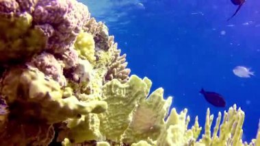 Bir mercan resifinin sualtı manzarası. Farklı türlerden pek çok tropikal balığın bulunduğu yer. Kızıl Deniz 'de, Mısır' da mavi suyun arka planına karşı.