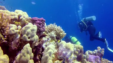 Bir mercan resifinin sualtı manzarası. Farklı türlerden pek çok tropikal balığın bulunduğu yer. Kızıl Deniz 'de, Mısır' da mavi suyun arka planına karşı.