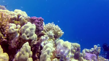 Bir mercan resifinin sualtı manzarası. Farklı türlerden pek çok tropikal balığın bulunduğu yer. Kızıl Deniz 'de, Mısır' da mavi suyun arka planına karşı.