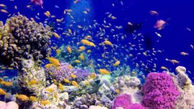 Bir mercan resifinin sualtı manzarası. Farklı türlerden pek çok tropikal balığın bulunduğu yer. Kızıl Deniz 'de, Mısır' da mavi suyun arka planına karşı.