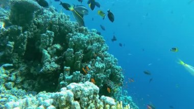 Bir mercan resifinin sualtı manzarası. Farklı türlerden pek çok tropikal balığın bulunduğu yer. Kızıl Deniz 'de, Mısır' da mavi suyun arka planına karşı.