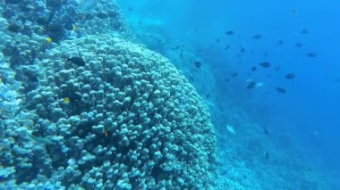 Su altı manzarası, mercan resifi. Kızıldeniz 'deki mavi suyun arka planına karşı birçok farklı türde tropikal balık var.