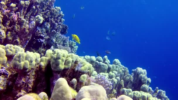 Paysage Sous Marin Récif Corallien Avec Nombreux Poissons Tropicaux Différentes — Video