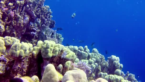 Paysage Sous Marin Récif Corallien Avec Nombreux Poissons Tropicaux Différentes — Video