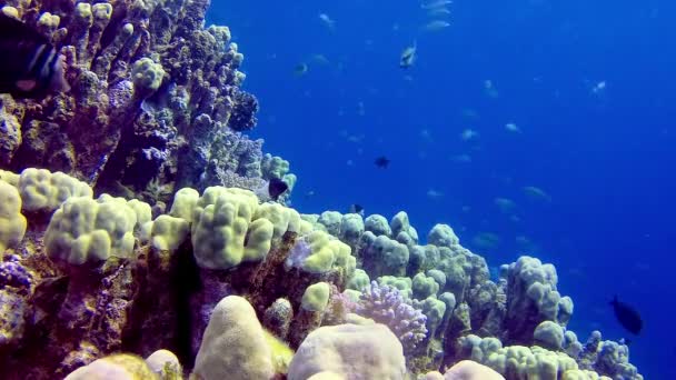 Paysage Sous Marin Récif Corallien Avec Nombreux Poissons Tropicaux Différentes — Video