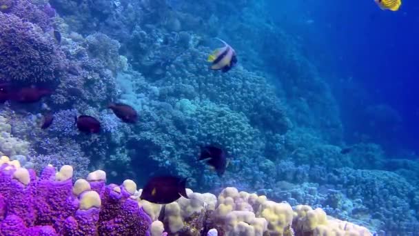 Paisaje Submarino Arrecife Coral Con Muchos Peces Tropicales Diferentes Especies — Vídeo de stock