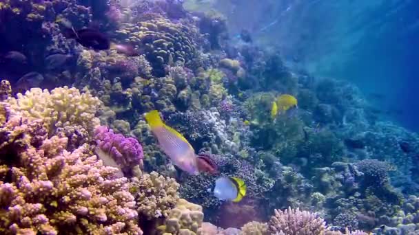 エジプトの青い水を背景に異なる種の多くの熱帯魚とサンゴ礁の水中風景 — ストック動画