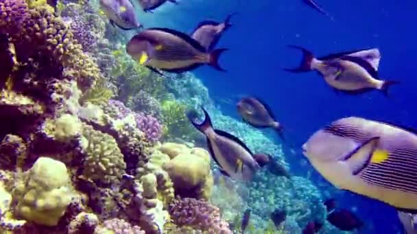 Paysage Sous Marin Récif Corallien Avec Nombreux Poissons Tropicaux Différentes — Video