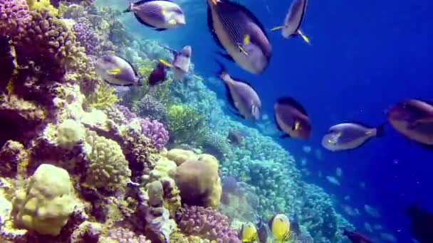 Paysage Sous Marin Récif Corallien Avec Nombreux Poissons Tropicaux Différentes — Video