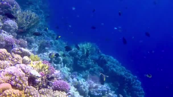 Podwodny Krajobraz Rafy Koralowej Wieloma Tropikalnymi Rybami Różnych Gatunków Tle — Wideo stockowe