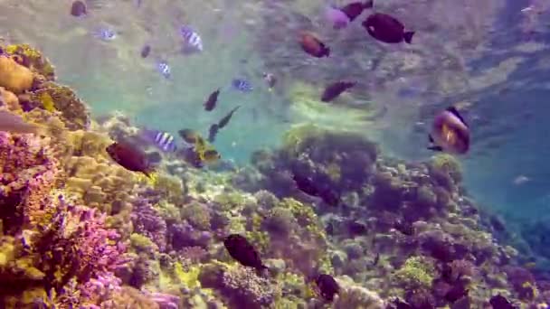 Underwater Landscape Coral Reef Many Tropical Fish Different Species Backdrop — Stock Video