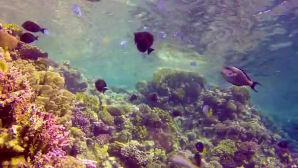 水中の風景 紅海の青い水を背景にさまざまな種の多くの熱帯魚とサンゴ礁 — ストック動画